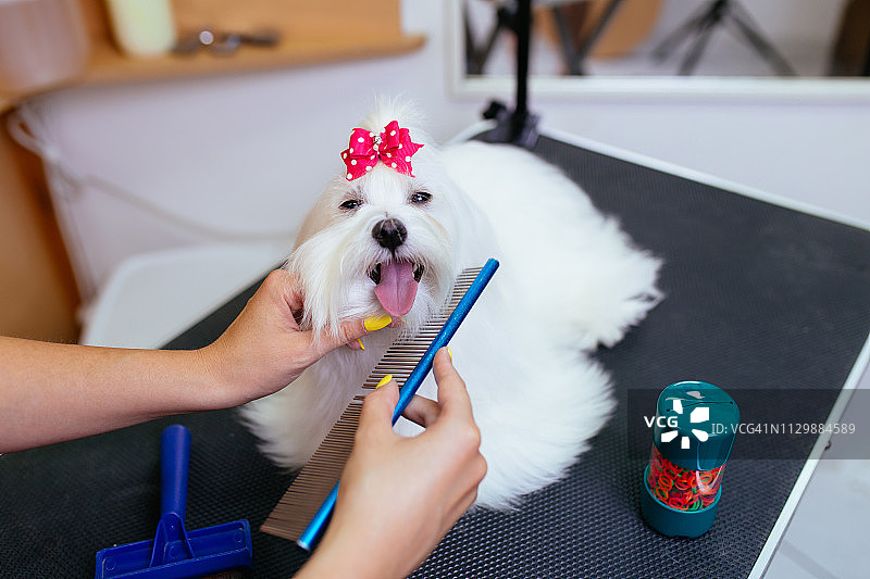 玛尔济斯犬美容图片素材