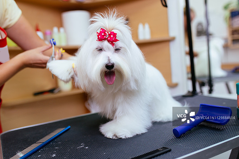 玛尔济斯犬美容图片素材