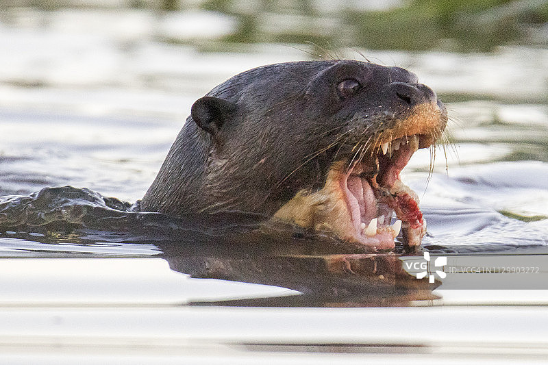 近距离拍摄正在吃鱼的巨型水獭图片素材