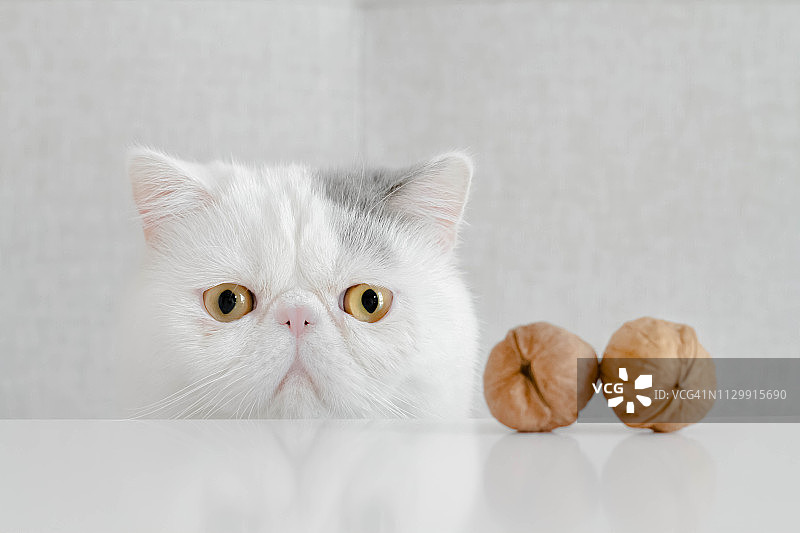 焦虑的异国短毛小猫的绝育概念图片素材