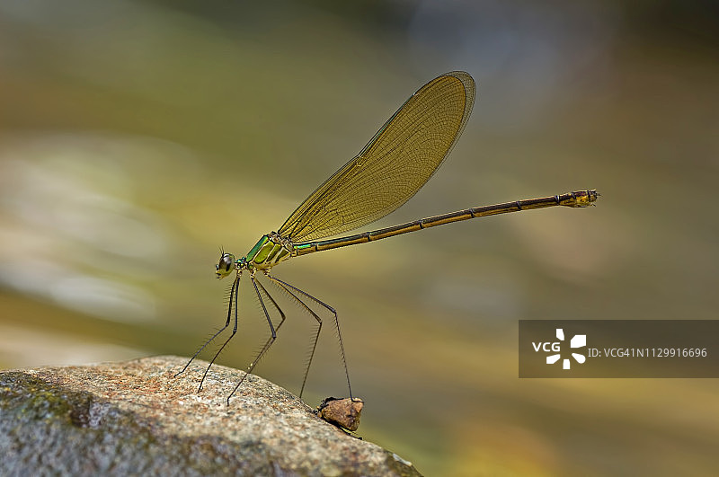 印度尼西亚西加里曼丹邦加央岩石上的豆娘图片素材