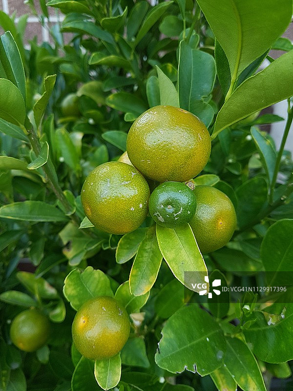 树上的四季橘图片素材