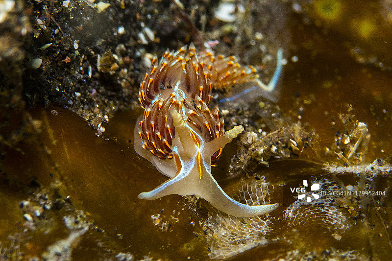 海蛞蝓6月29日图片素材