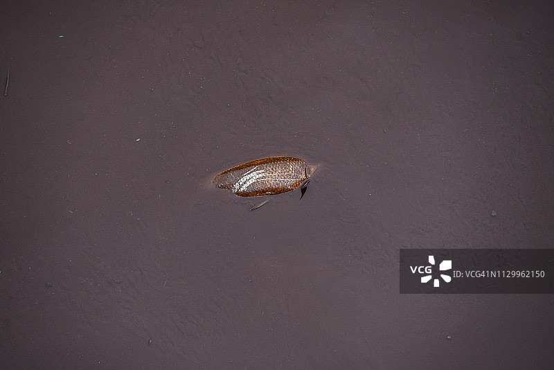 矿坝事故致使帕拉佩巴河中出现死鱼图片素材