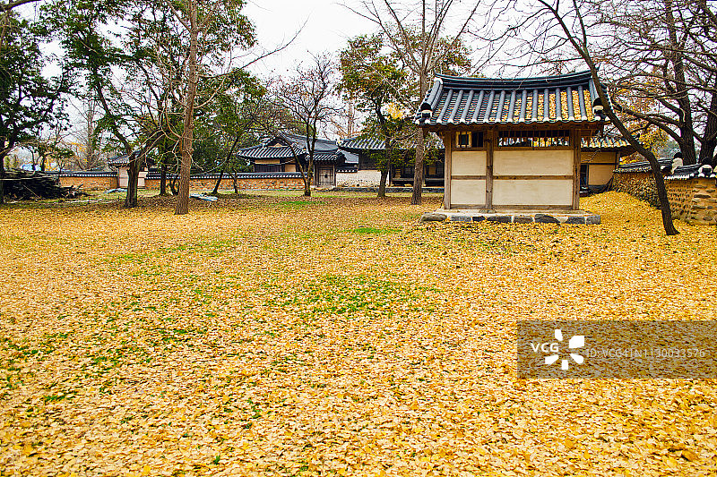 庭院里铺满黄色银杏叶的韩国传统小屋图片素材