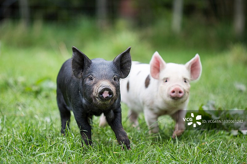 绿色围场中黑白花斑小猪的正面图图片素材