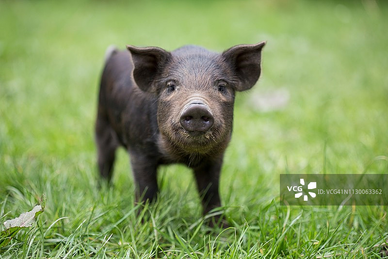 绿色围场中的黑色小猪正面图图片素材