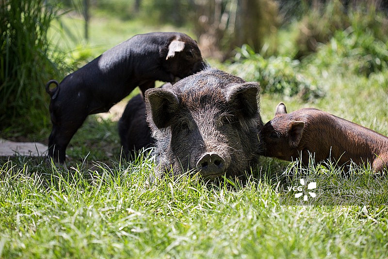 阳光明媚的日子里，绿色围场中母猪和小猪的正面图图片素材