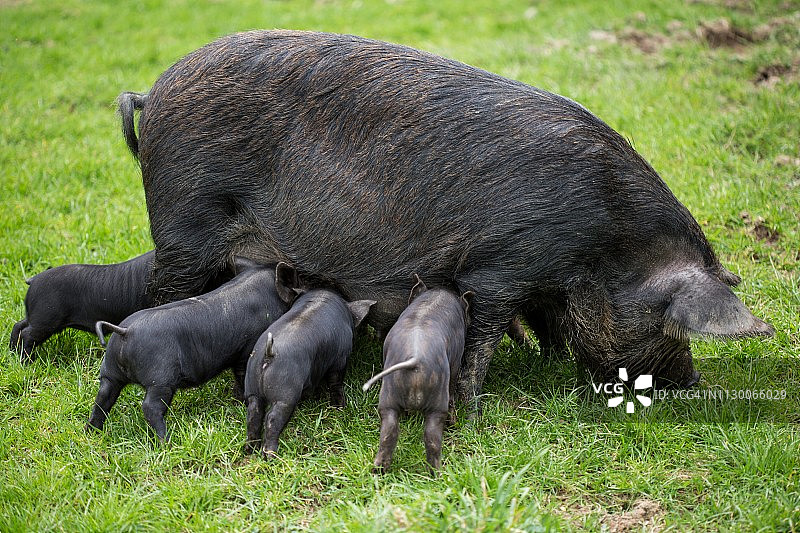 在自由放养农场的牧场中，黑色小猪吮吸母猪的侧视图图片素材