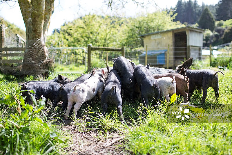彩色小猪在绿色围场里吮吸母乳图片素材
