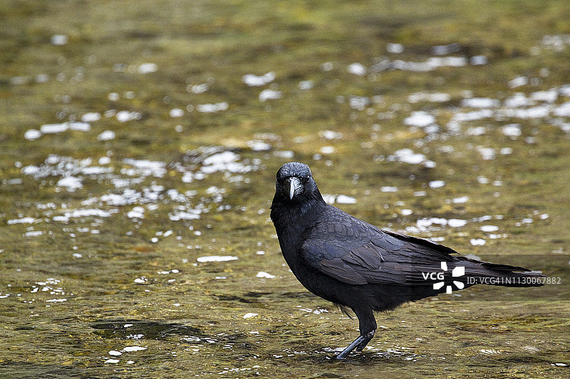 小嘴乌鸦图片素材