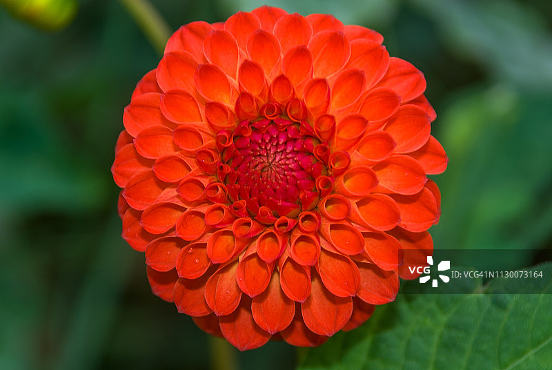 小球型大丽花“罗宾汉”图片素材