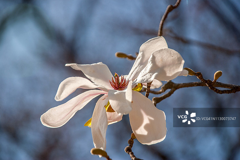 玉兰花图片素材