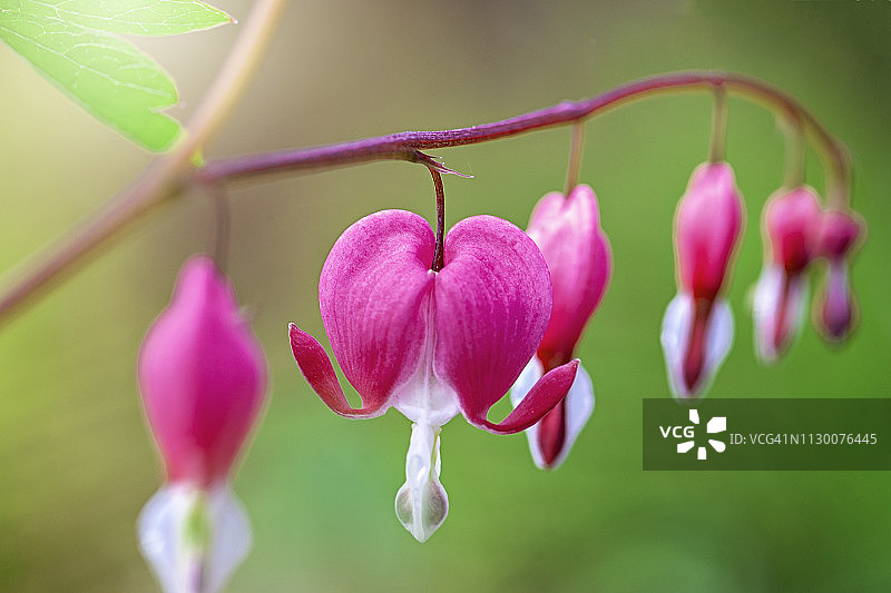 春天开花的Bleeding Heart植物心形花朵特写图片素材