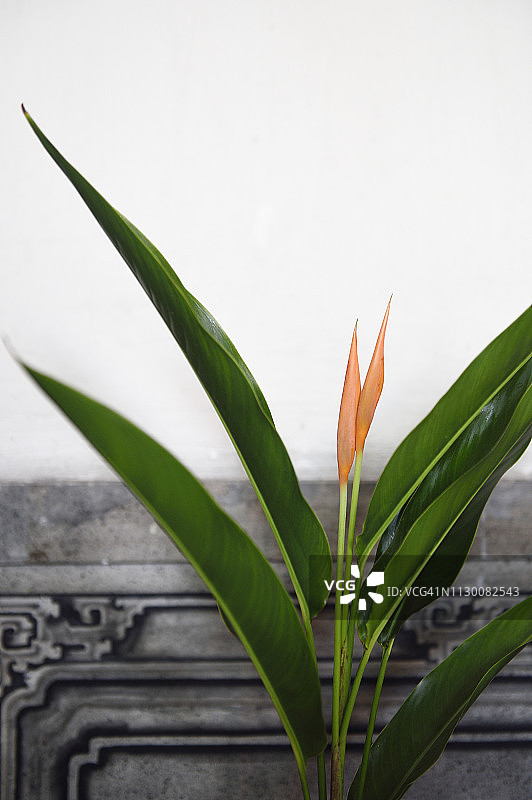 姜花与古墙图片素材