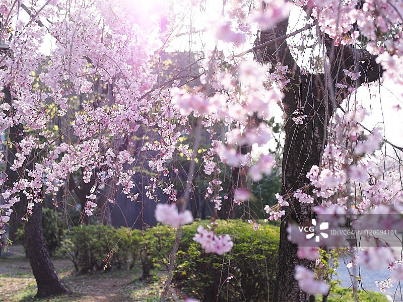 晨光中的垂枝樱花图片素材