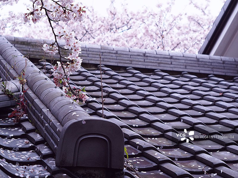樱花与黑色瓦顶图片素材