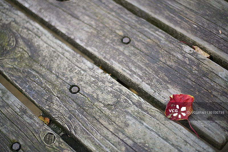 *公园漫步*图片素材