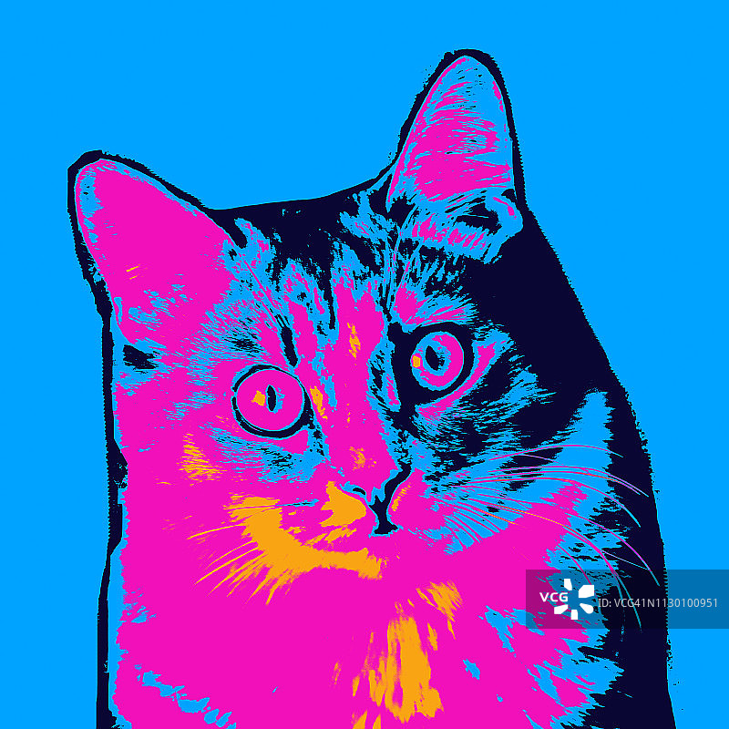 波普艺术彩色猫肖像图片素材