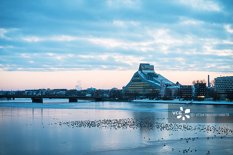 鸟儿聚集在道加瓦河解冻的冰面上图片素材