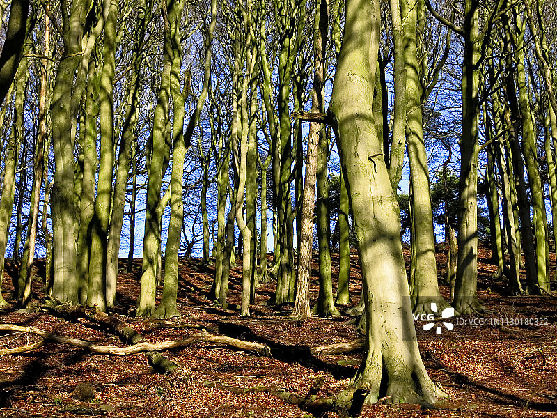 阳光下山坡上的山毛榉木图片素材