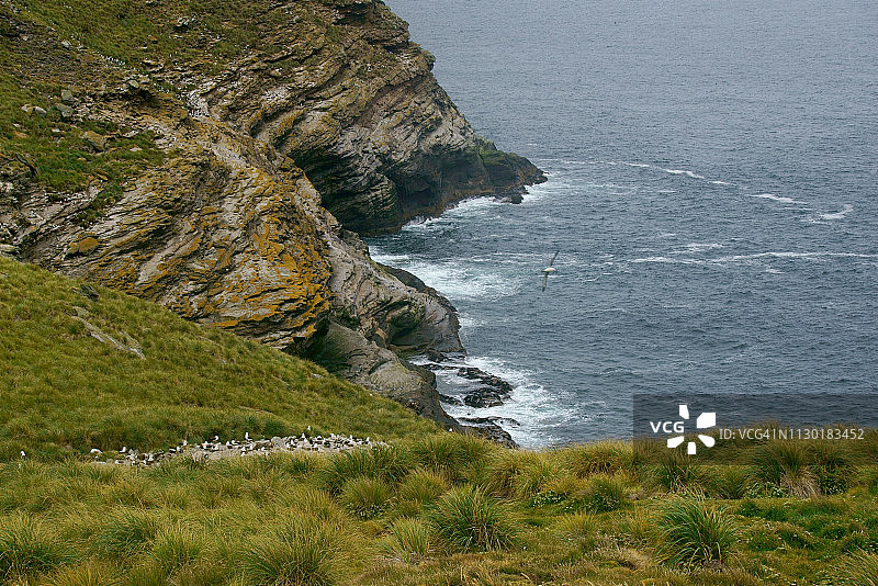 信天翁与雏鸟图片素材