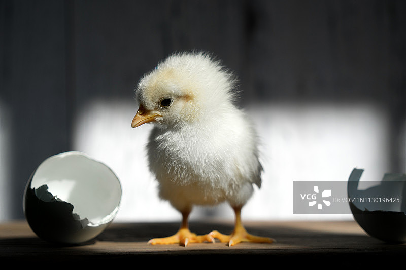 新生小鸡图片素材