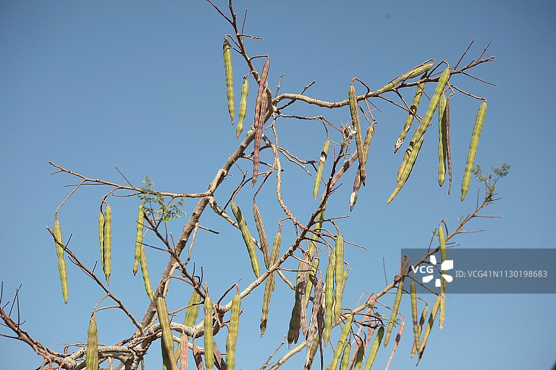 辣木的豆荚图片素材