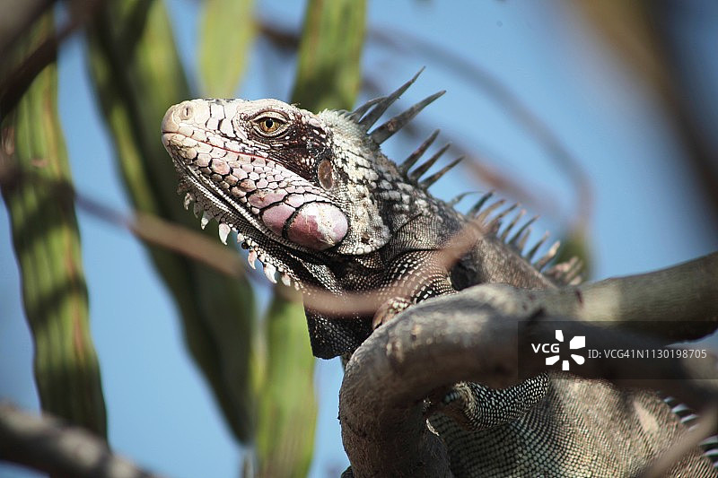 辣木树上的鬣蜥图片素材