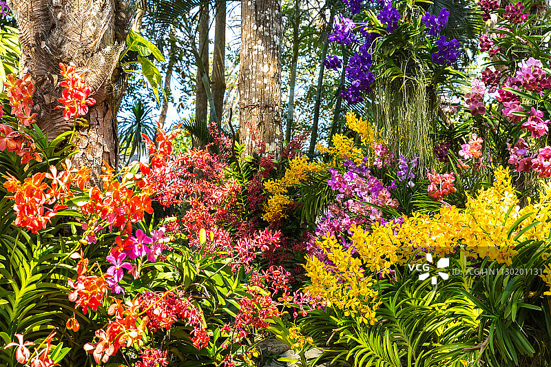 尖竹汶府美丽的兰花园图片素材