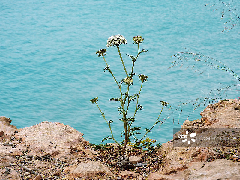 伊维萨岛的野胡萝卜图片素材