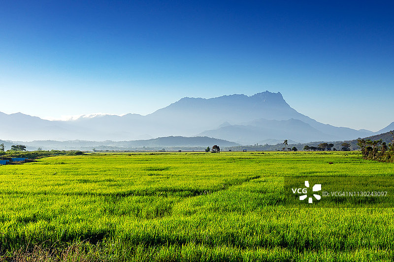 哥打毛律京那巴鲁山和稻田图片素材