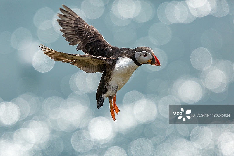 海鹦：大西洋海鹦图片素材