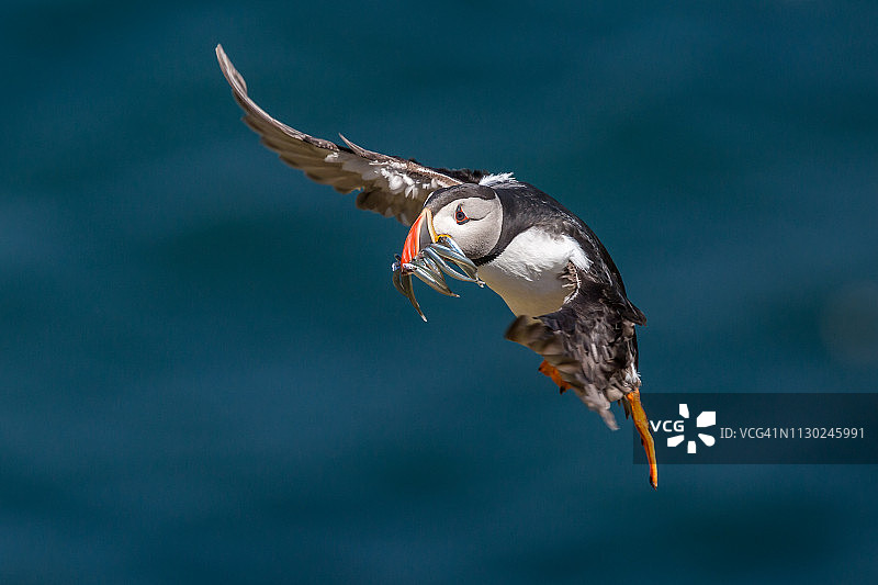 海鹦：大西洋海鹦图片素材