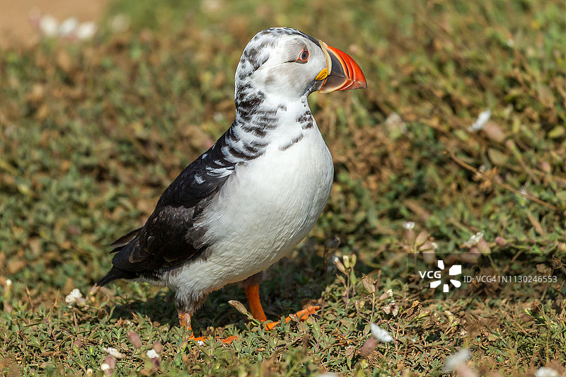 海鹦：大西洋海鹦图片素材