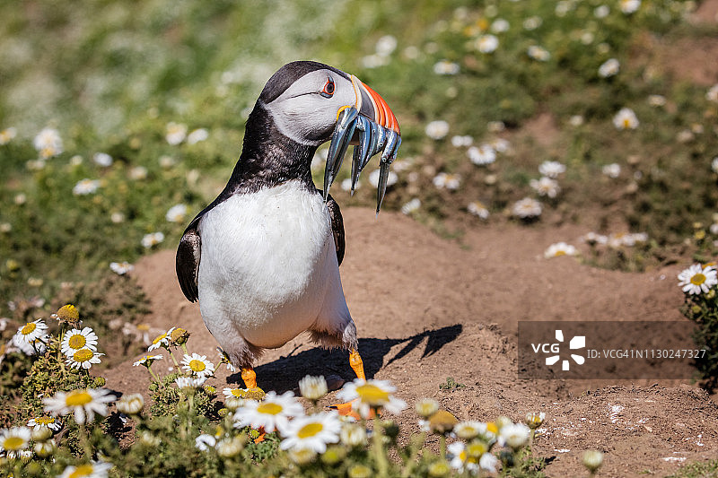 海鹦：大西洋海鹦图片素材