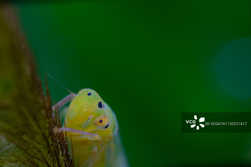 节肢动物微距照片图片素材