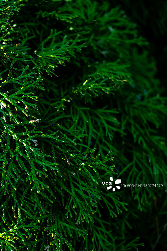 侧柏树图片素材