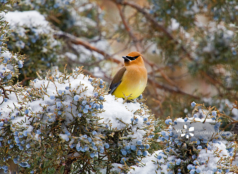 雪枝上的雪松太平鸟图片素材