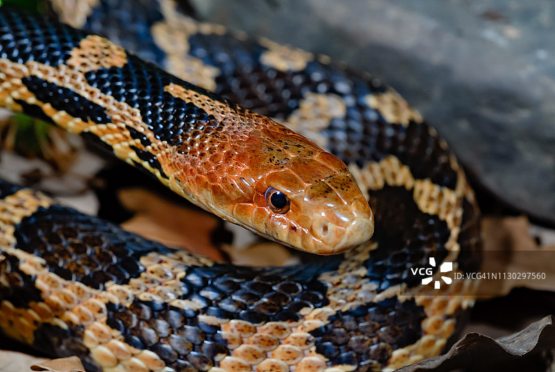 东方狐蛇图片素材