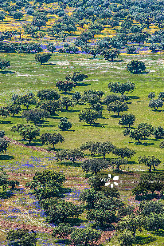春季野花和软木树的鸟瞰图图片素材