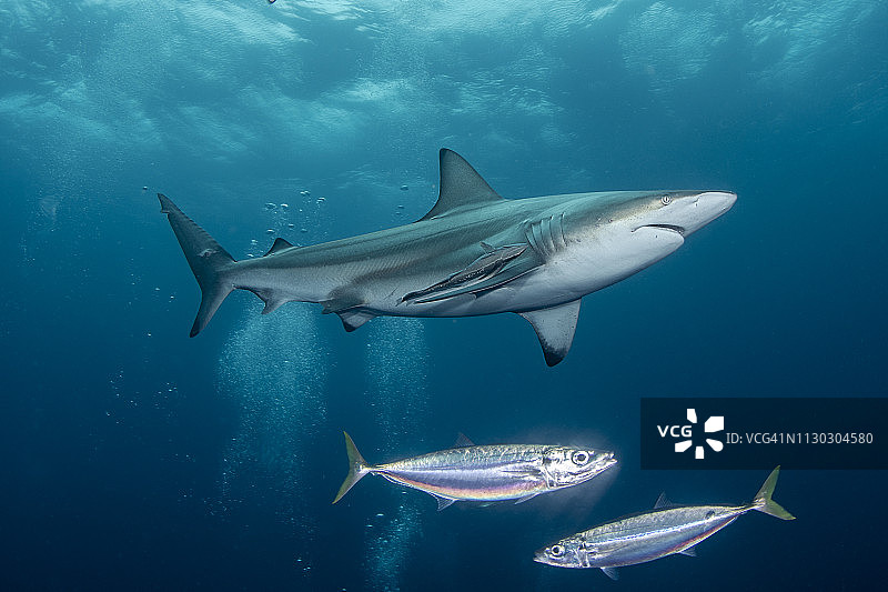 黑鳍鲨图片素材