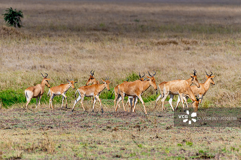 柯氏狷羚图片素材