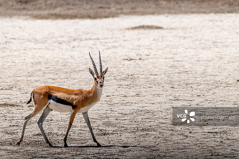 汤普森瞪羚图片素材