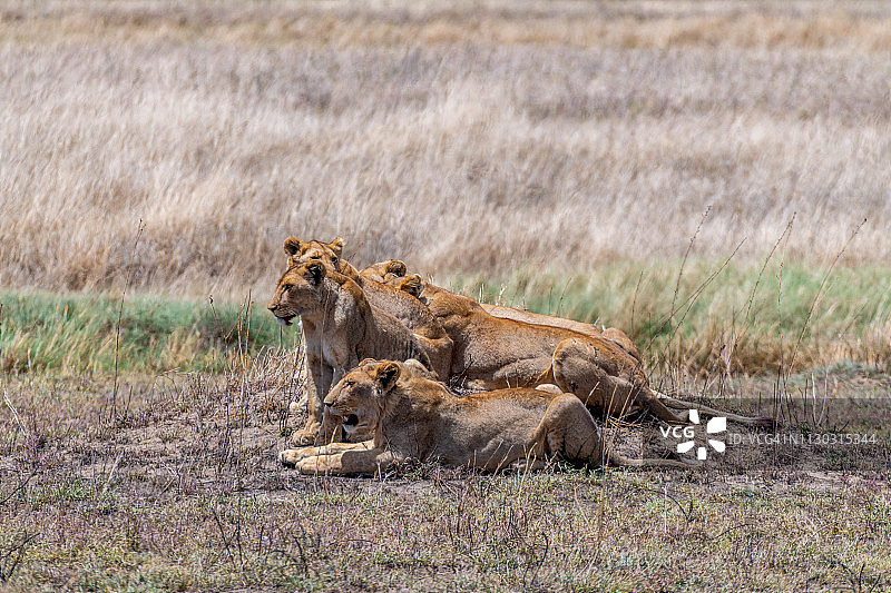 狮子家庭图片素材