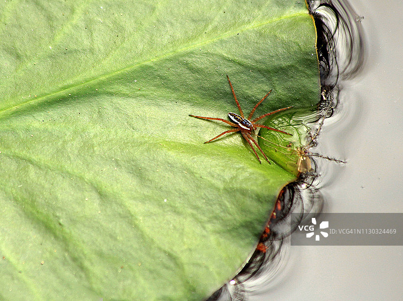 佛罗里达州南部沼泽中荷叶上的水蜘蛛图片素材