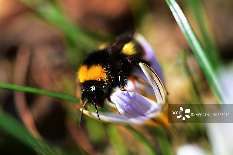 大黄蜂图片素材