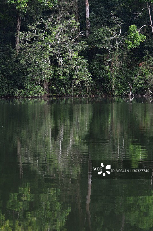 热带雨林中的大树图片素材