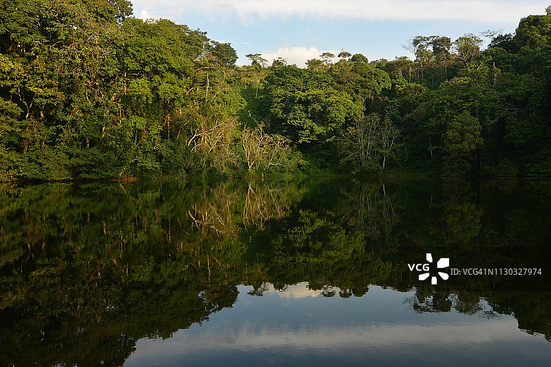 热带雨林中的大树图片素材