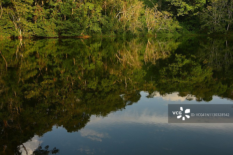 热带雨林中的大树图片素材